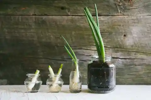 1. Regrow Your Scallions