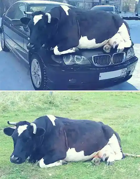 Vaca Relajada En Un Coche