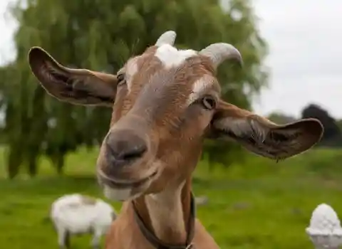 Mandy The Clever Goat