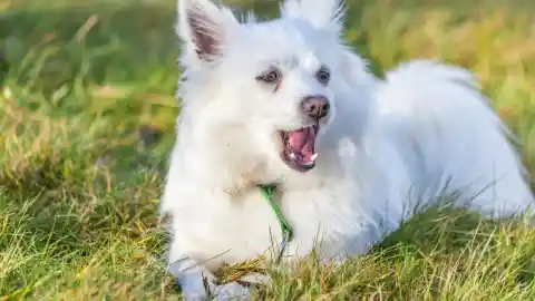 Mom Notices Dog Won’t Leave Trash Bag Alone, Finds Out Neighbor’s Secret