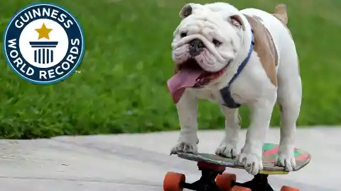 Longest Human Tunnel Traveled Through by a Skateboarding Dog