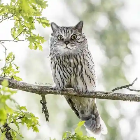 Another Owl Cat