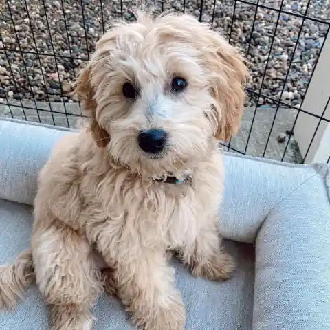 Goldendoodle