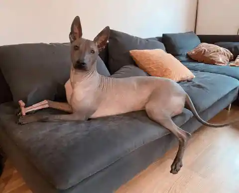 Xoloitzcuintli