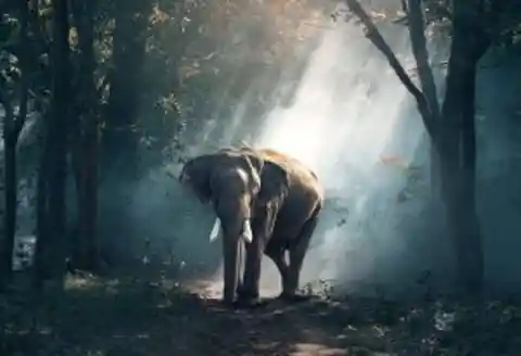 36.&nbsp;The great elephant escape