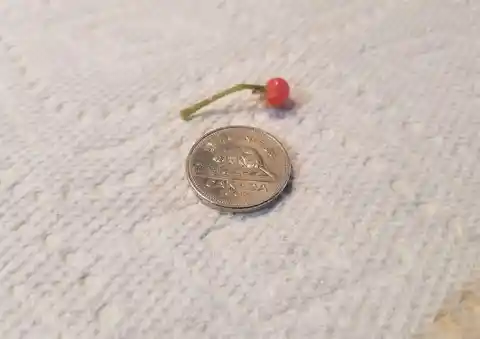 19. World's Smallest Tomato