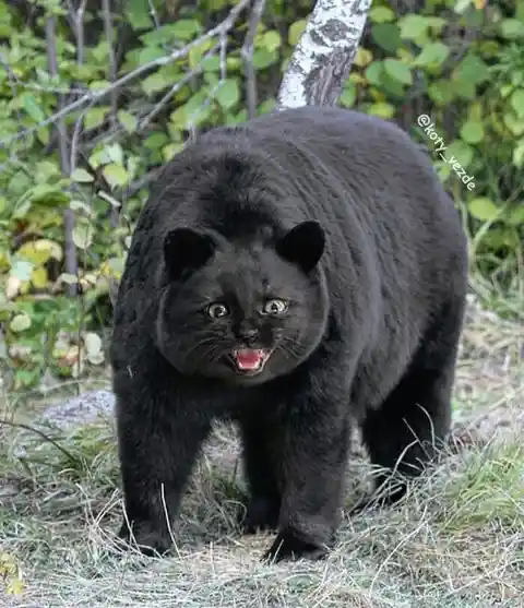 Another Bear Cat