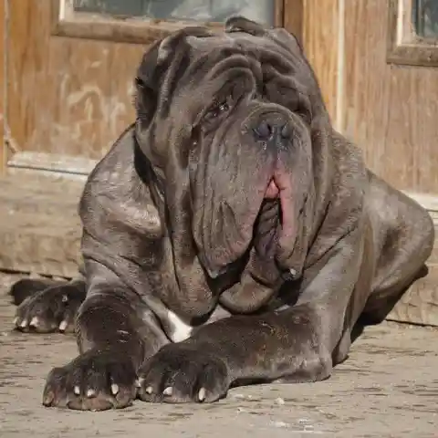 Neapolitan Mastiff