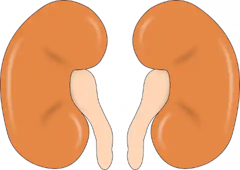 Kidney Diseases