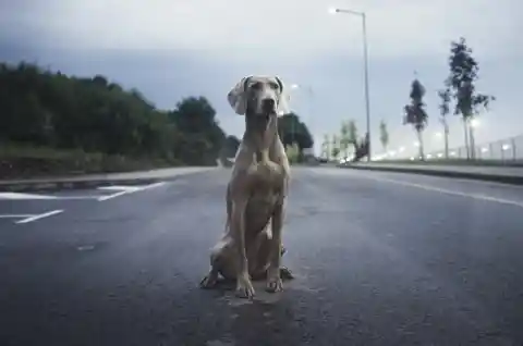 Weimaraner