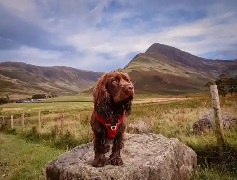 Sussex Spaniel