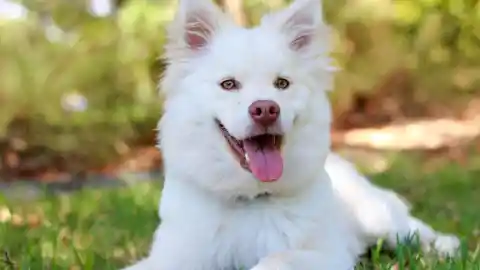 Mom Notices Dog Won’t Leave Trash Bag Alone, Finds Out Neighbor’s Secret