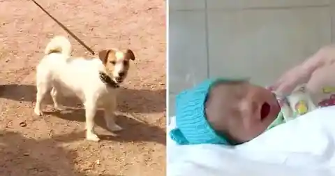 Jack-Russel Finds Newborn Baby