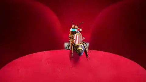 Bee Spot At The Cinema