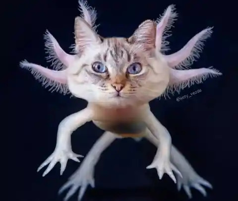 Axolotl Cat