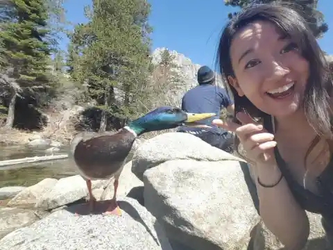 Bitten By A Duck