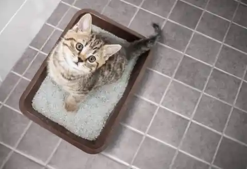 Have a litter box per cat, plus one