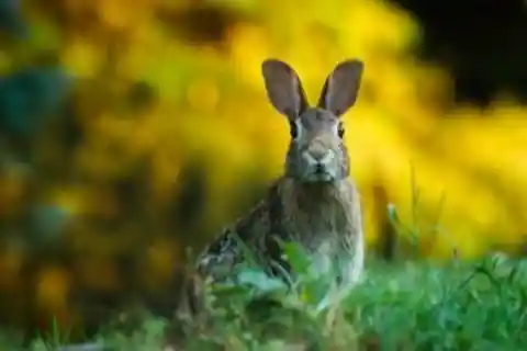 34.&nbsp;Me my girlfriend and the rabbit