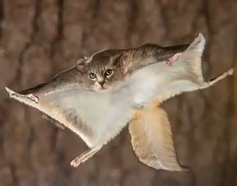 Flying Squirrel Cat