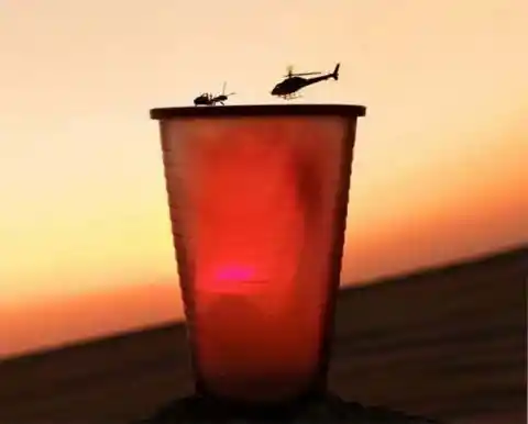 Ant Witnesses A Flight