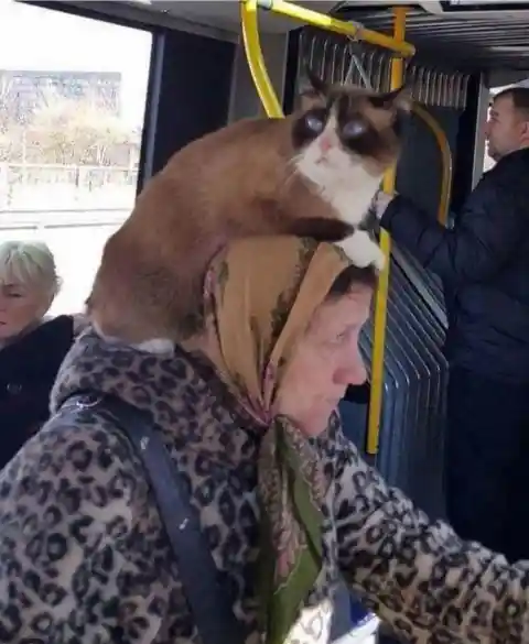 Cat Hat