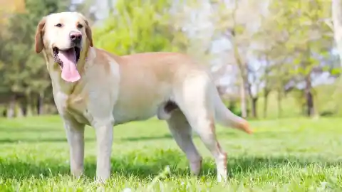 Mom Notices Dog Won’t Leave Trash Bag Alone, Finds Out Neighbor’s Secret