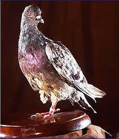 Pigeon Second To None