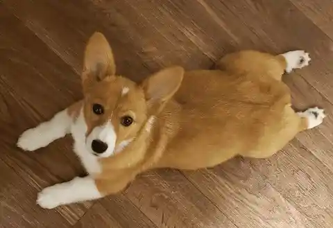 The Classic Sploot Means It's Playtime