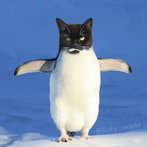 Penguin Cat