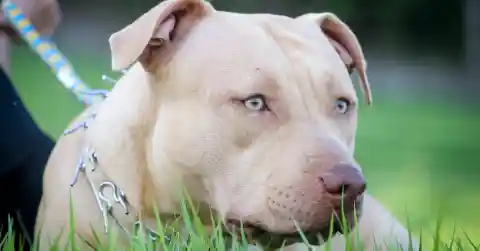 Toddler Goes Missing For 11 Days In The Woods Until Vet Scans Pitbull's Belly