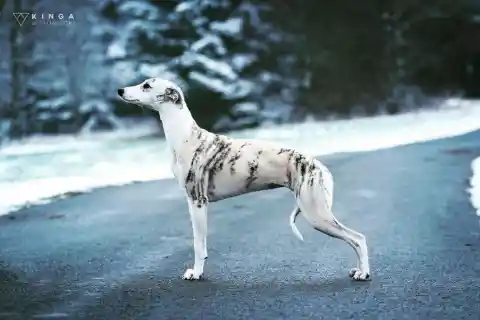 Whippet