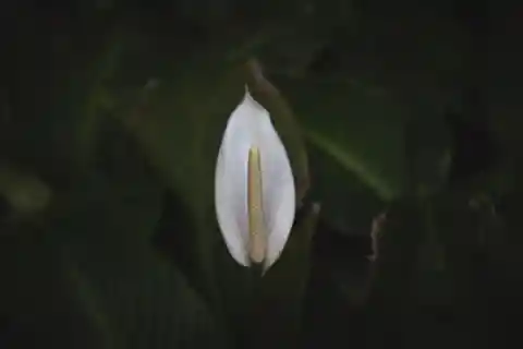 Signs Of An Unhealthy Peace Lily