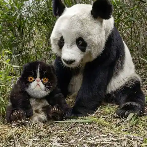 Baby Panda Cat