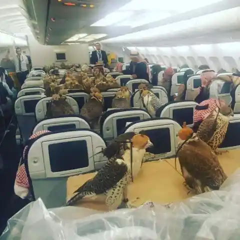 Pájaros En Un Avión