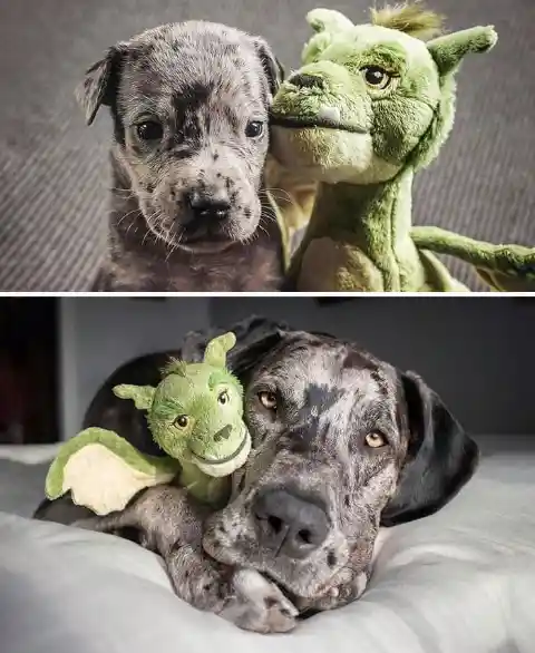 Still a Kid At Heart: 4 Weeks vs. Full Grown, Holding His Favorite Toy