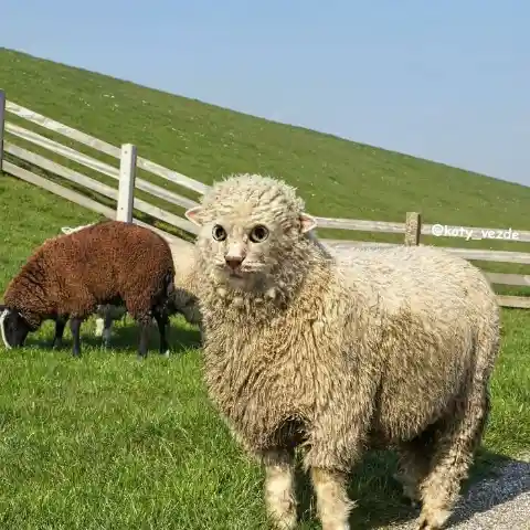 Sheep Cat