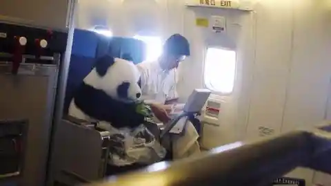 Bamboozled Panda