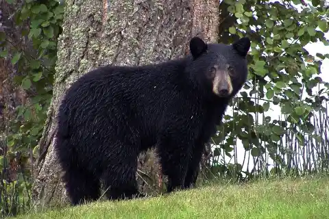 Bear Saves Man From Mountain Lion
