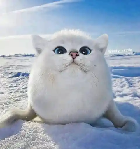 Harp Seal Cat