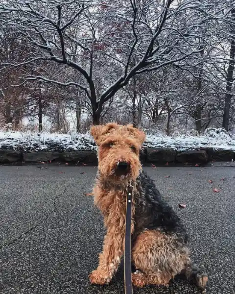 Welsh Terrier