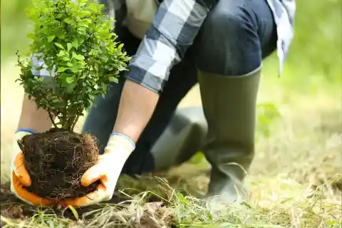 Planting the Tree