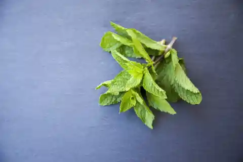 Dry Mint Leaves