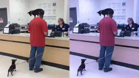 Dogs At Local Supermarket