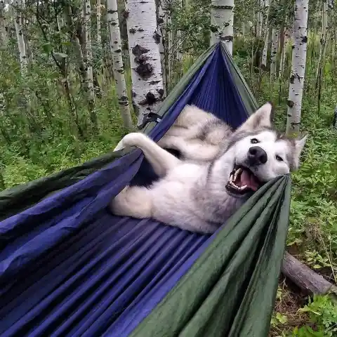 The Hammock Canine