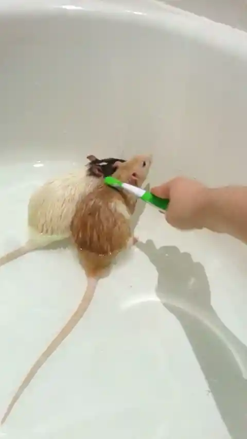 27. Brush Your Little Pets