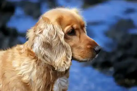 Cocker Spaniel