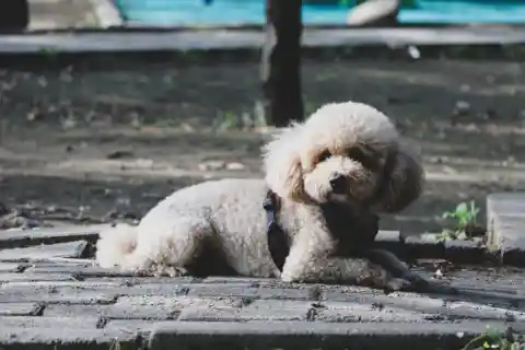 Poodle