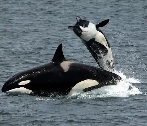 Orca Calf Cat