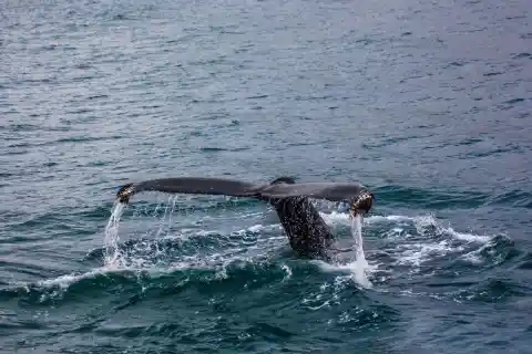 Protectores De Las Otras Especies En El Mar