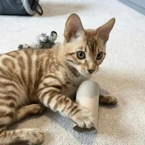 Make a cat toy from an empty toilet roll